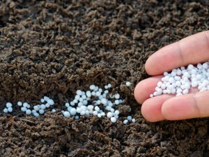 fertilizante-urea